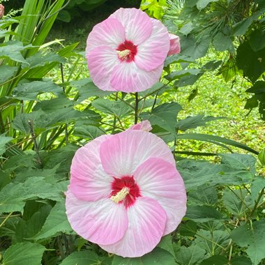 Hibiscus Summerific ‘Spinderella'