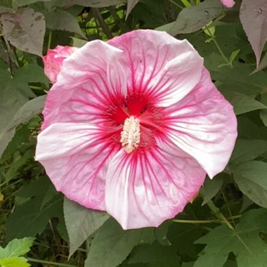 Rose Mallow 'Cherry Choco Latte'