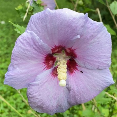 Rose of Sharon 'Blue Bird'