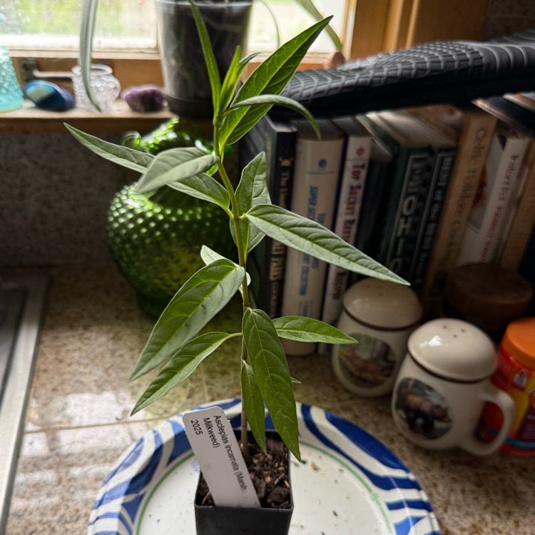 plant image 1733468 plant image 1733468