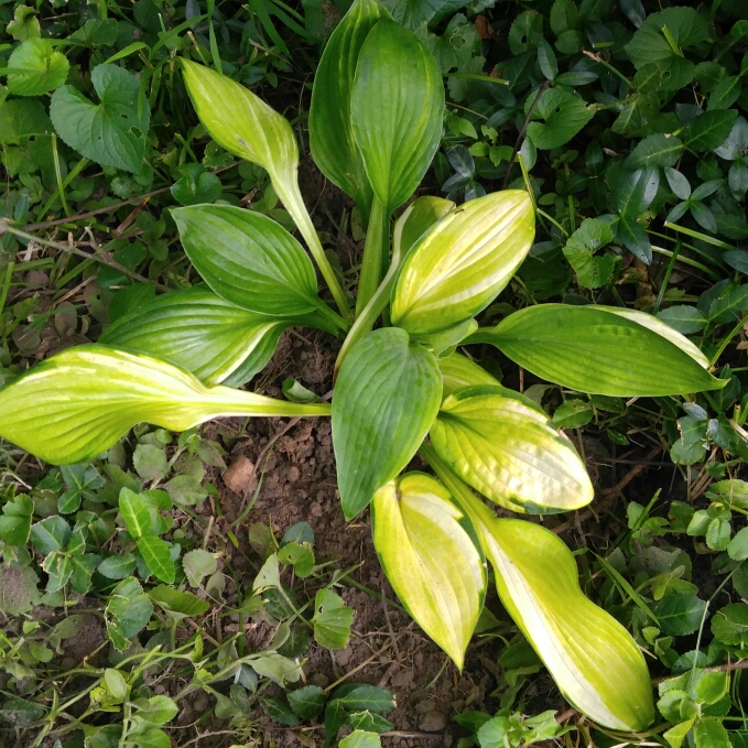 Plant image Hosta 'Gold Standard'