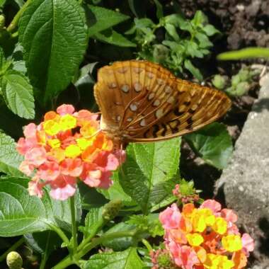 Lantana camara 'Pink Caprice'