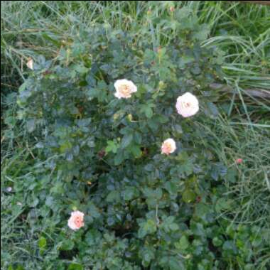 Rosa 'Meimirrote' syn. Rosa 'Apricot Drift'