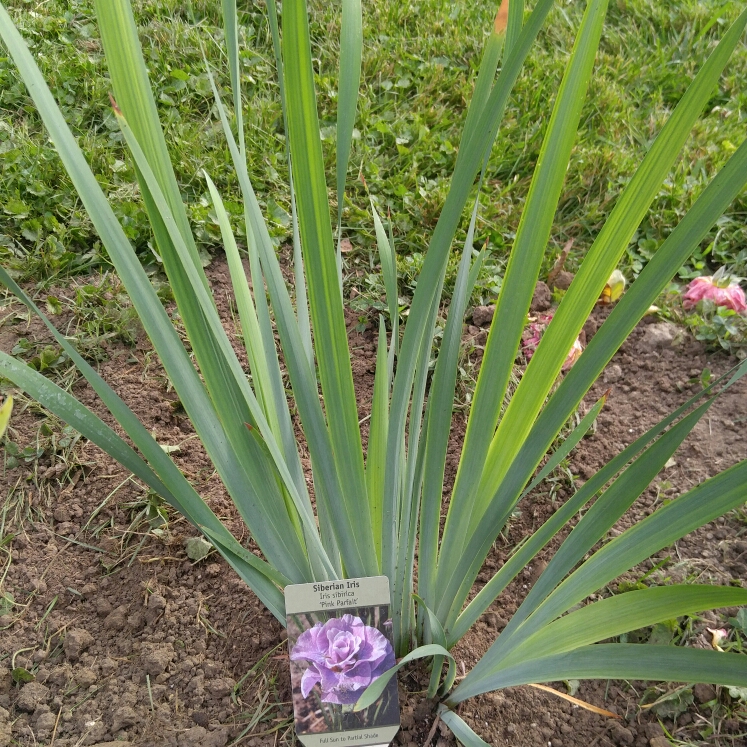 Plant image Iris sibirica 'Pink Parfait'