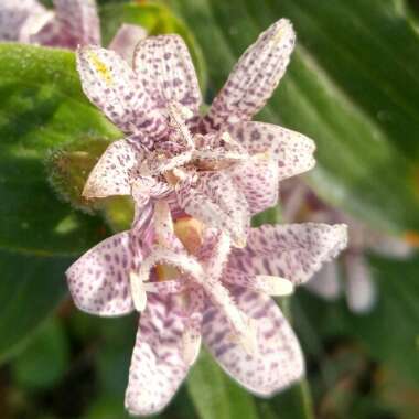 Tricyrtis formosana