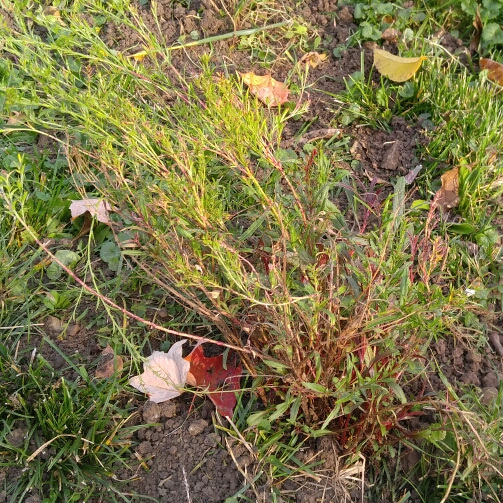 Plant image Oenothera lindheimeri 'Florgaucomro' syn. Oenothera lindheimeri 'Gaudi Rose', Gaura lindheimeri 'Gaudi Rose'