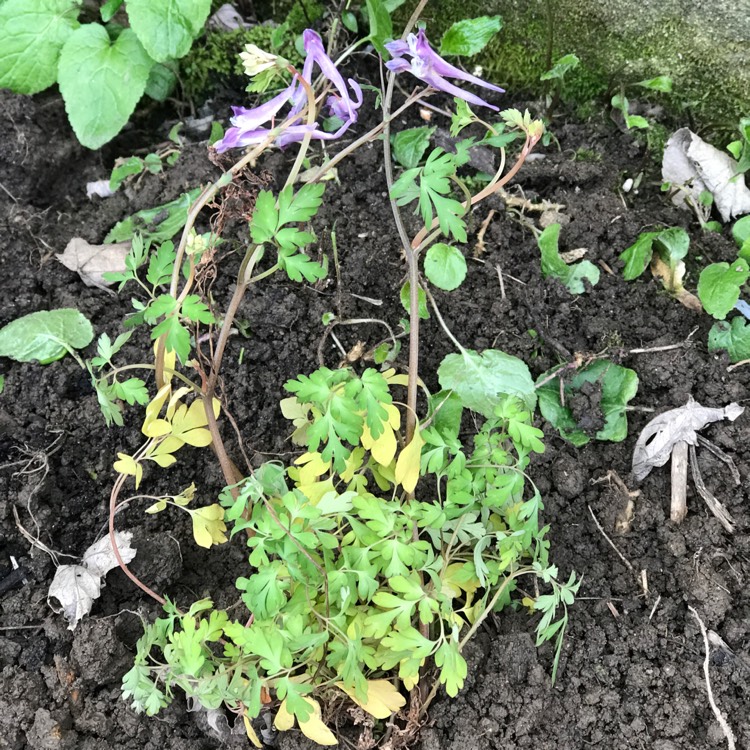 Plant image Corydalis 'Blackberry Wine'