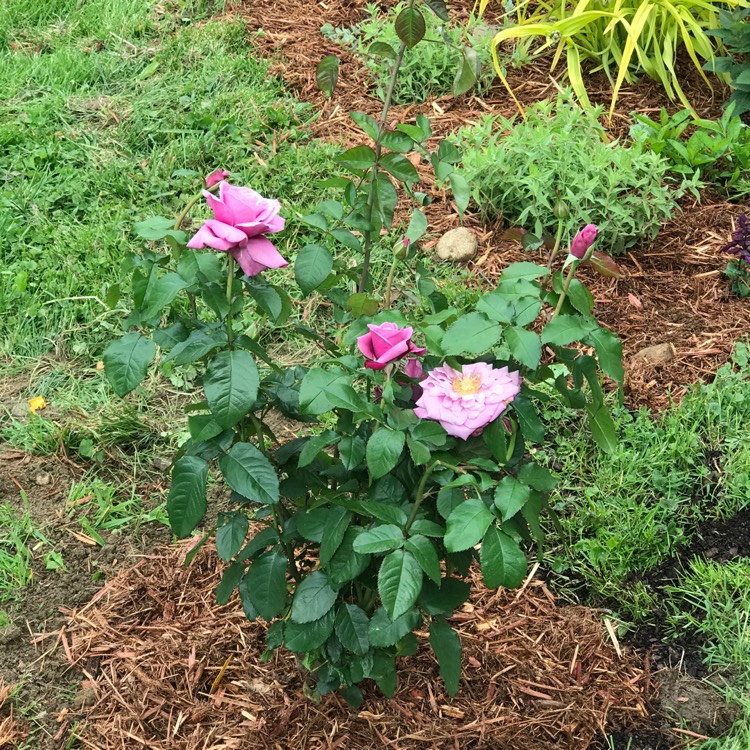 Plant image Rosa 'Wekquaneze' syn. Rosa 'Barbra Streisand'