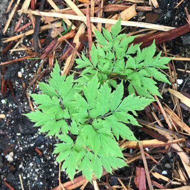 Actaea pachypoda 'Misty Blue'