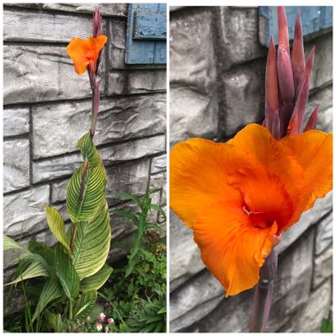 Canna 'Pretoria' syn. Canna 'Bengal Tiger', Canna 'Striata', Canna 'Palida', Canna 'Malawiensis', Canna 'Malawiensis Variegata', Canna 'Praetoria', Canna 'Pretoria Variegata', Canna 'Kaepit'