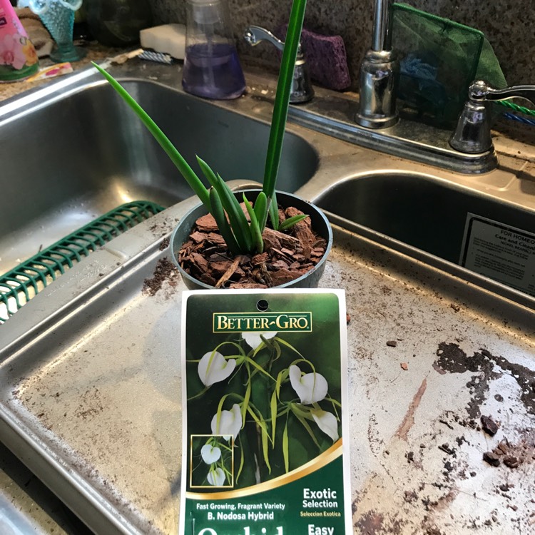 Plant image Brassavola nodosa hybrida 'Little Stars'