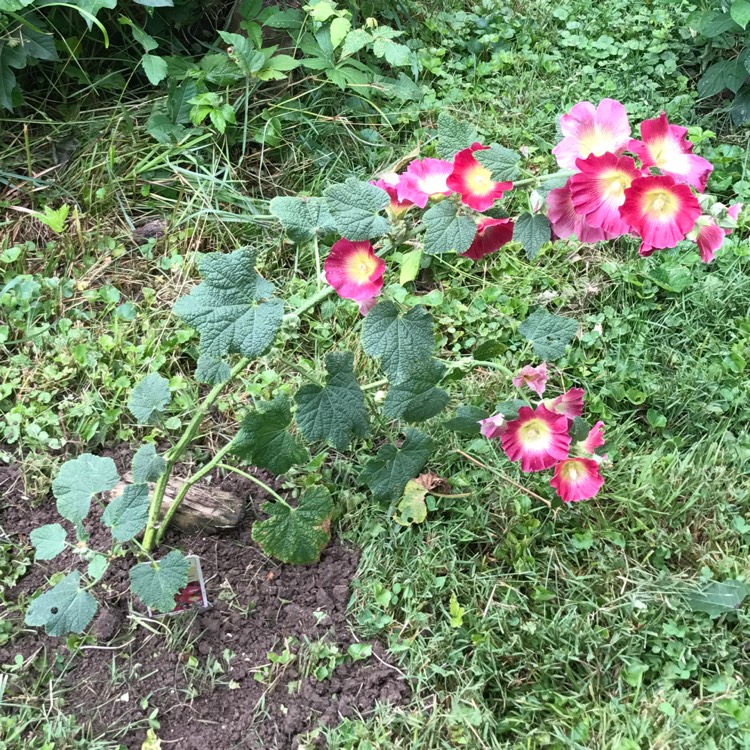 Plant image Alcea rosea 'Halo Mix' (Halo Series)