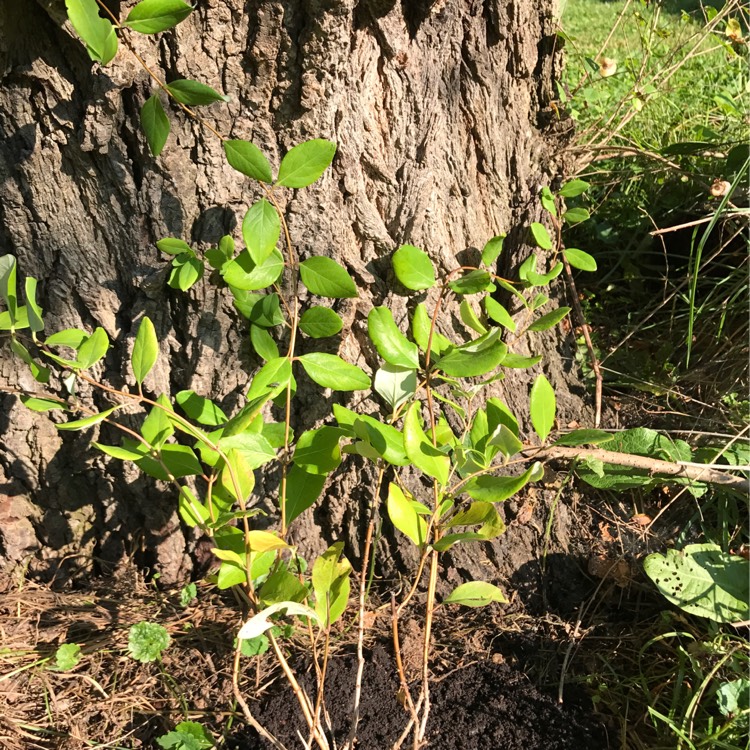 Plant image Lonicera sempervirens 'Major Wheeler'