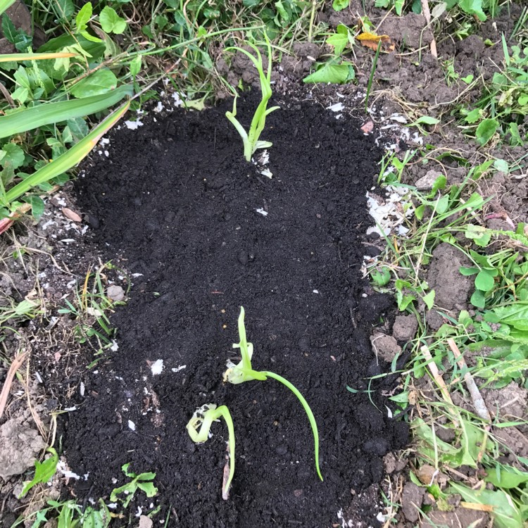 Plant image Hemerocallis 'Fragrant Returns'