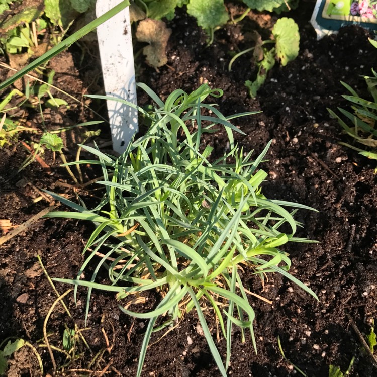 Plant image Dianthus Dessert™ 'Raspberry Swirl'