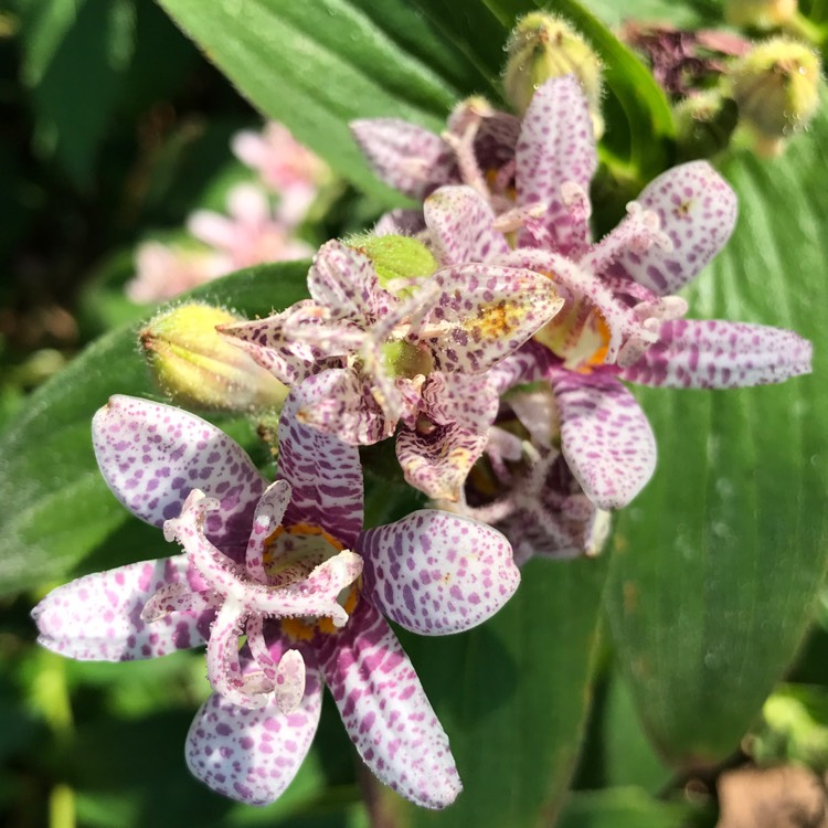 Plant image Tricyrtis formosana