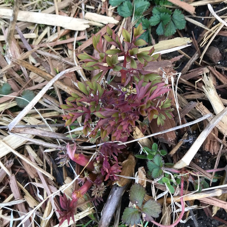 Plant image Dicentra formosa 'King of Hearts'