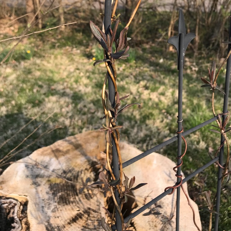 Plant image Lonicera sempervirens 'Major Wheeler'