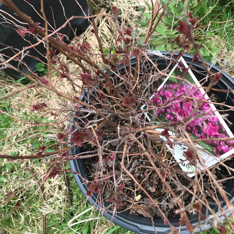 Plant image Spiraea japonica 'Double Play Artisan'