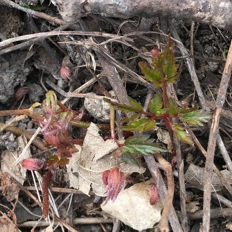 Plant image Astilbe x arendsii 'Look At Me'