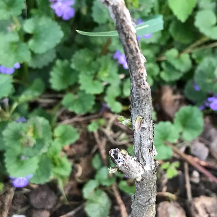 Plant image Wisteria frutescens var. macrostachya 'Blue Moon'