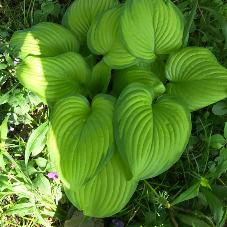 Plant image Hosta 'Stained Glass'