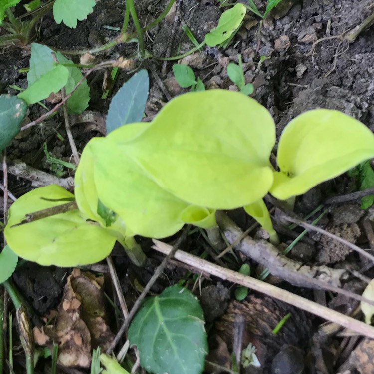 Plant image Hosta 'Golden Needles'