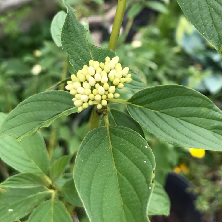 Plant image Cornus sericea 'Cardinal'