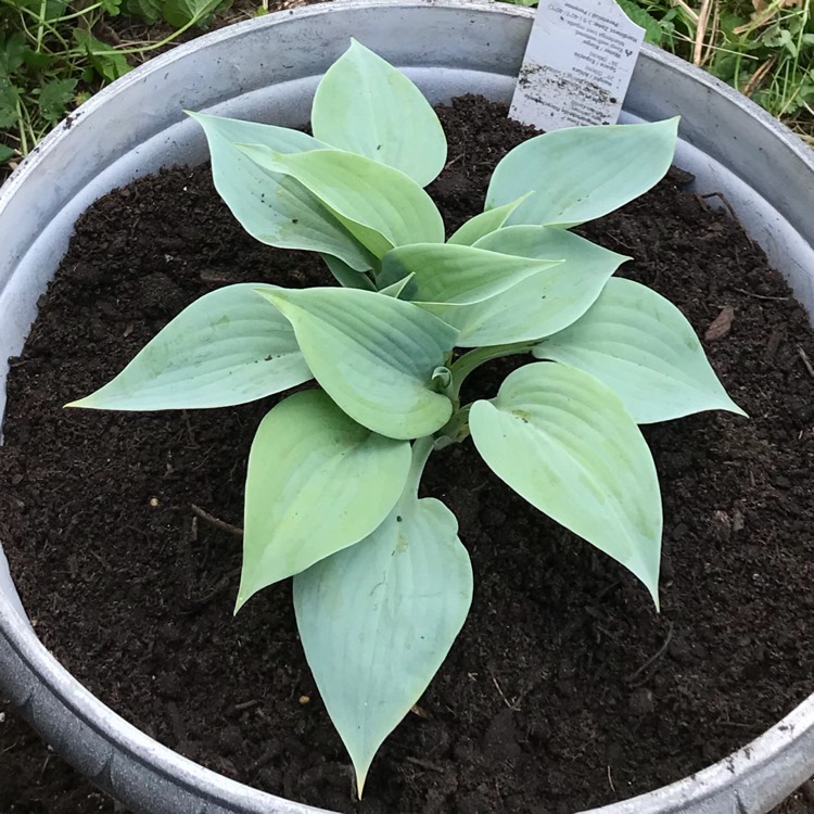 Plant image Hosta 'Fragrant Blue'