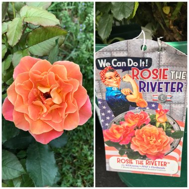 Rosa 'Rosie The Riveter'