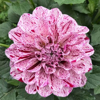 Dahlia 'GoGo Speckled Pink'