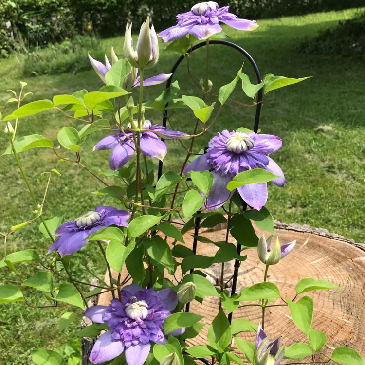 Plant image Clematis 'Blue Light'