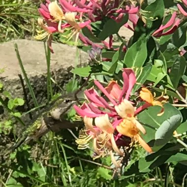 Lonicera x heckrottii 'Gold Flame'