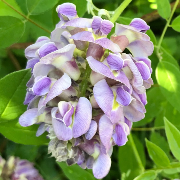 Plant image Wisteria frutescens 'Amethyst Falls'