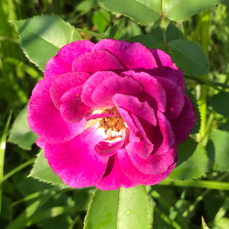 Plant image Rosa 'Ebb Tide'