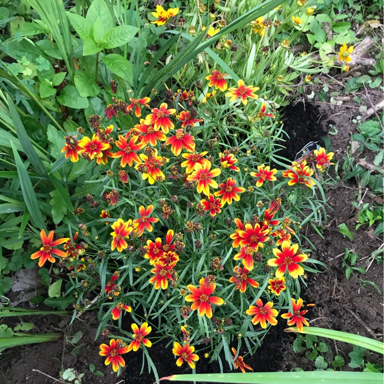 Plant image Coreopsis verticillata 'Ladybird'