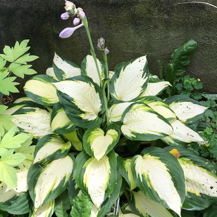 Plant image Hosta 'Color Festival'