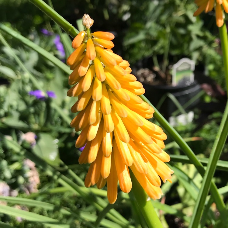 Plant image Kniphofia 'First Sunrise'