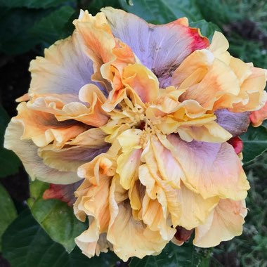 Hibiscus rosa-sinensis 'Queen Of Dreams'