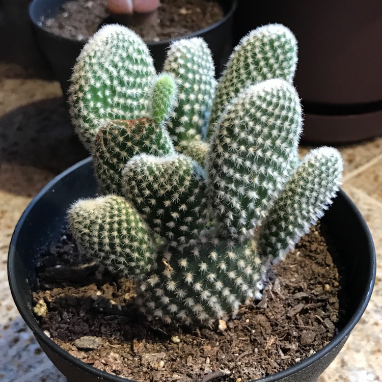 Plant image Opuntia microdasys albata