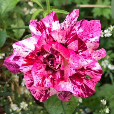 Rosa 'Jacpurr' (Purple Tiger)