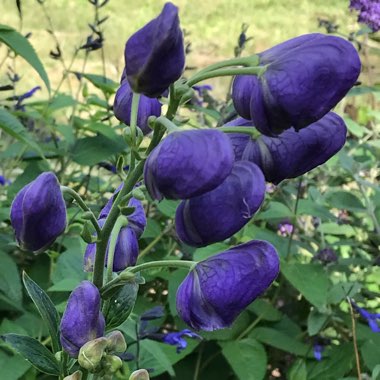 Aconitum carmichaelii syn. A. fischeri