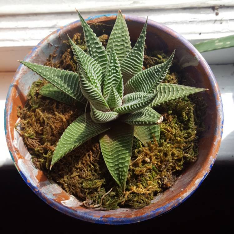 Plant image Haworthia fasciata var. variegata