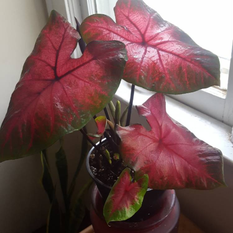 Plant image Caladium 'Buck'