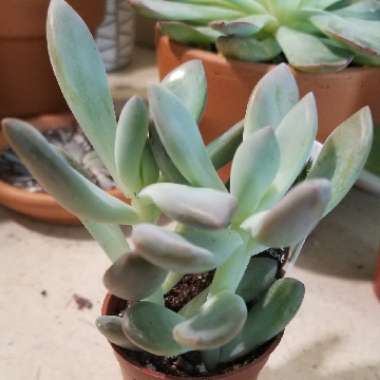 xGraptoveria Opalina