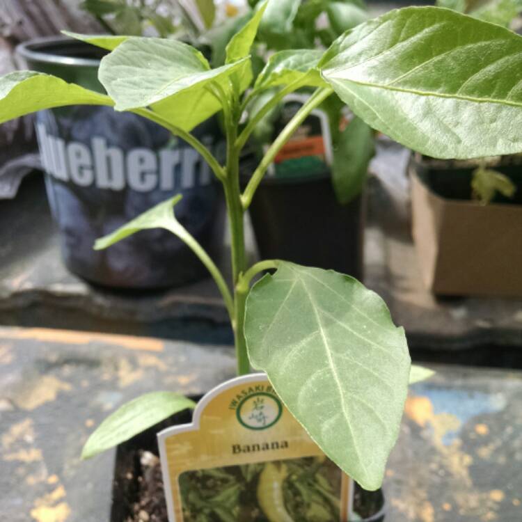 Plant image Capsicum 'Sweet Banana'