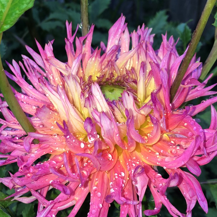 Plant image Dahlia 'Cha-Cha'