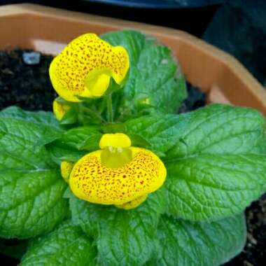 Calceolaria tomentosa