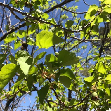 Apricot Tree