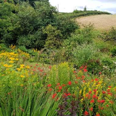 Anne-Marie's garden